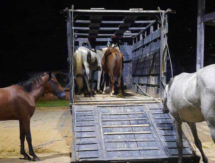 Camacã: Prefeitura intensifica apreensão de animais soltos pelas vias públicas da cidade